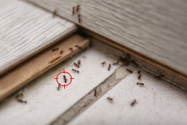 Best Flea Control Services  in Monroe, MI