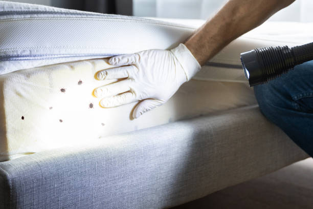 Best Wasp Removal Services  in Monroe, MI