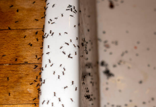 Best Affordable Pest Control Services  in Monroe, MI
