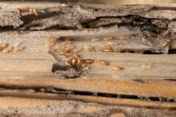 Best Ant Control Services  in Monroe, MI