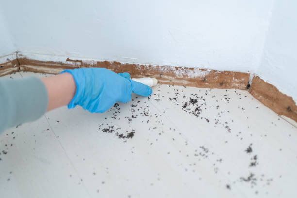 Best Pest Prevention Services  in Monroe, MI